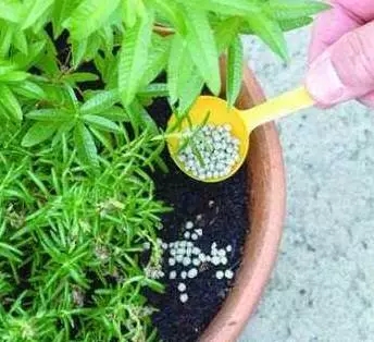 花肥施得太多花蔫了咋办,花肥施钾后多了怎么办