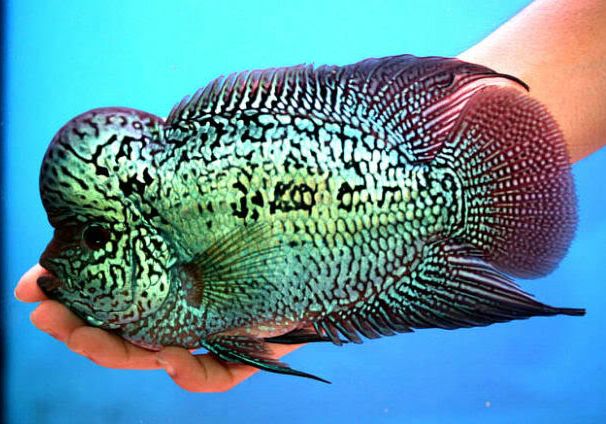 罗汉鱼不爱吃食怎么回事,罗汉鱼怎么养不会生病