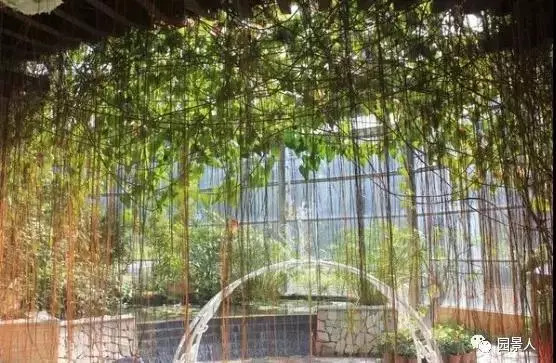 植物窗帘图案,植物窗帘效果图大全