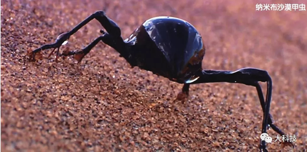 沙漠里如何去收集水源,在沙漠中怎么在空气中取水