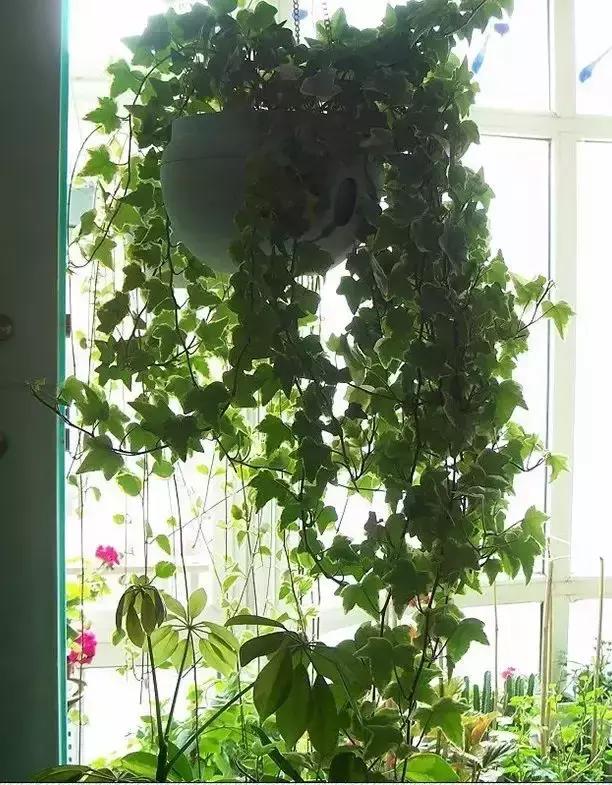 植物窗帘图案,植物窗帘效果图大全