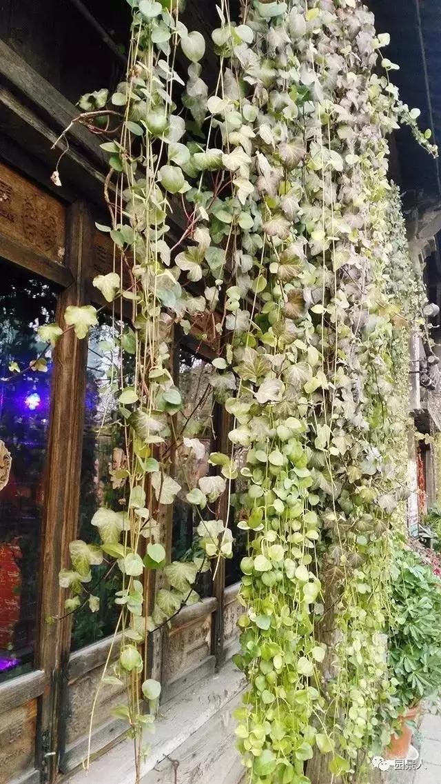 植物窗帘图案,植物窗帘效果图大全