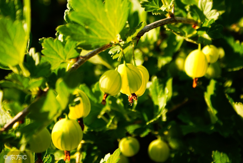 古往今来赞美教师的诗句有哪些,对老教师的赞美评价诗句
