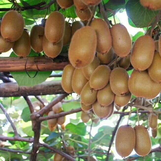 农村生意不起眼的商机,农村小两口创业