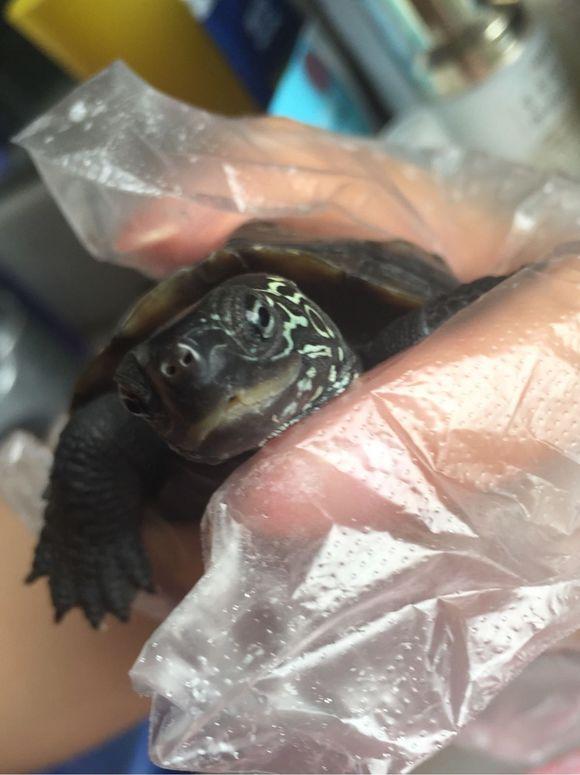 「龟友记录」萌妹子养龟全纪录（第一部）