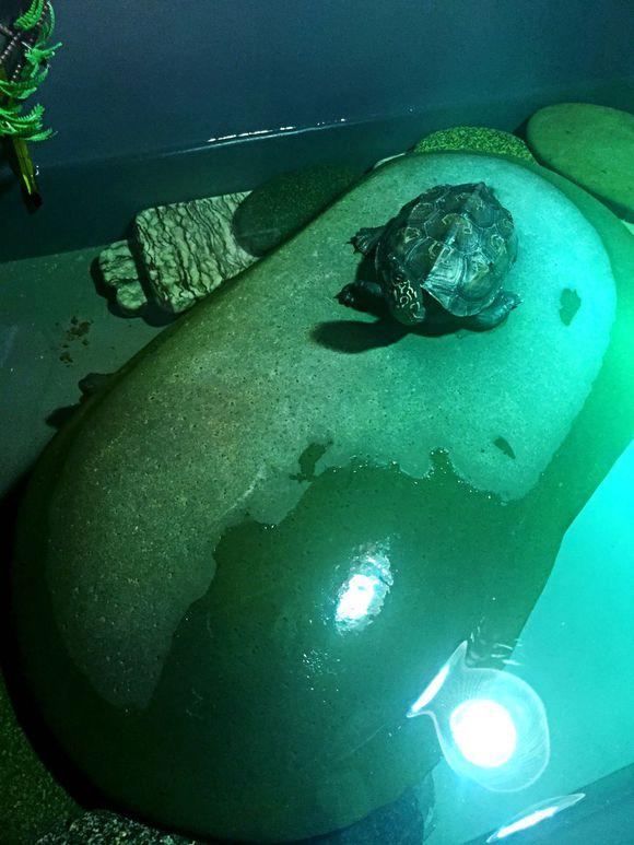 「龟友记录」萌妹子养龟全纪录（第一部）