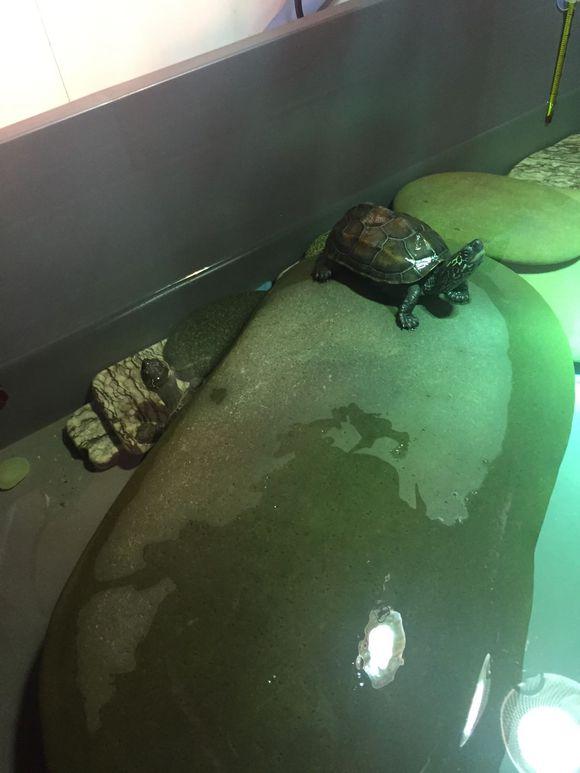 「龟友记录」萌妹子养龟全纪录（第一部）