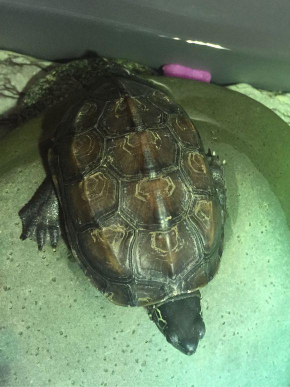 「龟友记录」萌妹子养龟全纪录（第一部）