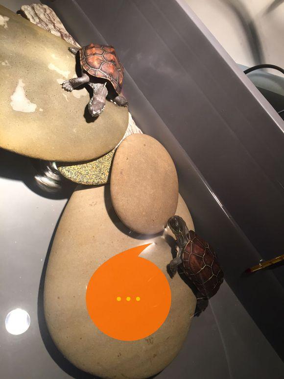 「龟友记录」萌妹子养龟全纪录（第一部）