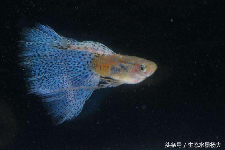 怎么才能让怀孕的鱼生宝宝,鱼生宝宝的方式有几种