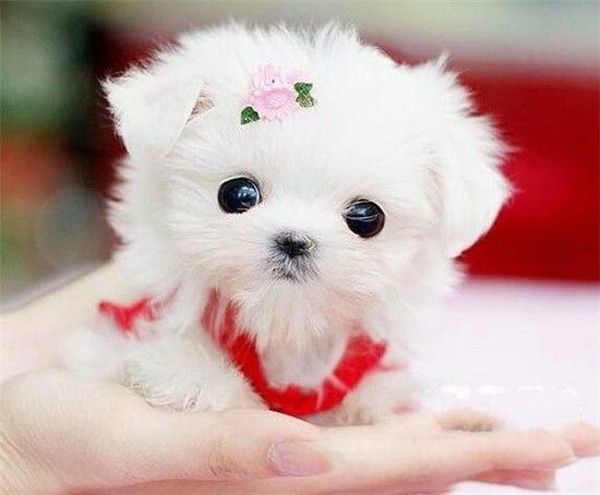 你想养一只柴犬吗,便宜好养的茶杯犬不过100元