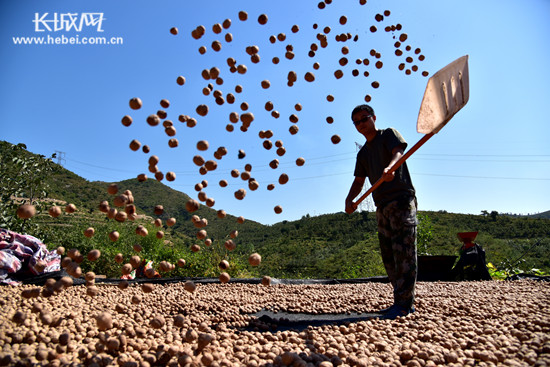 邯郸涉县打核桃时间,涉县打核桃