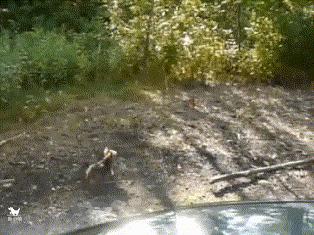 约克夏犬优点和缺点,约克夏犬活泼开朗