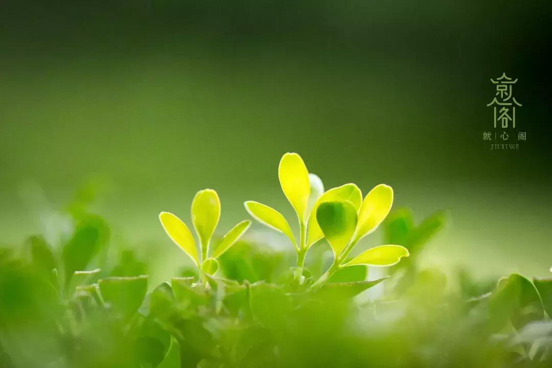 胎停两次输卵管堵塞试管成功率,有两次胎停后宫外孕的吗