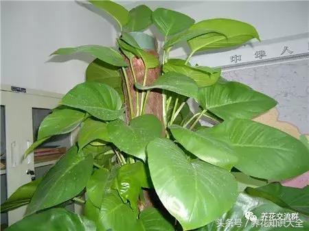 水培绿萝怎么养护长得才茂盛,刚种植的大盆绿萝柱怎么养护