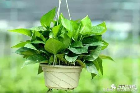 水培绿萝怎么养护长得才茂盛,刚种植的大盆绿萝柱怎么养护