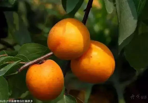 青白江水果西梅,青白江应季水果