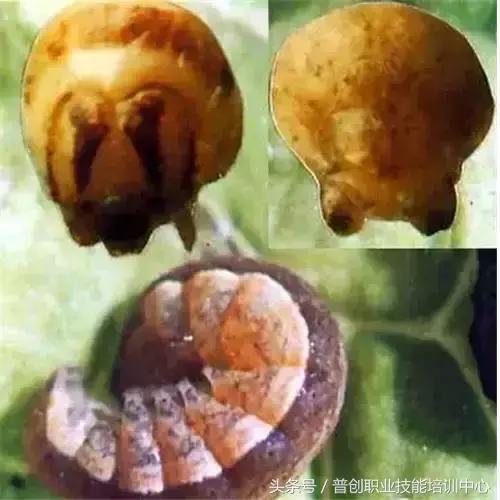 地老虎生长过程,如何杀死地老虎