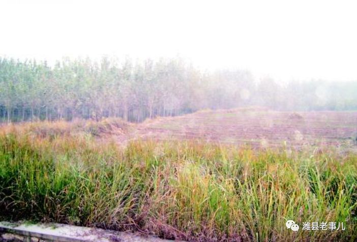 潍县有泉无?且看《寻泉记》!