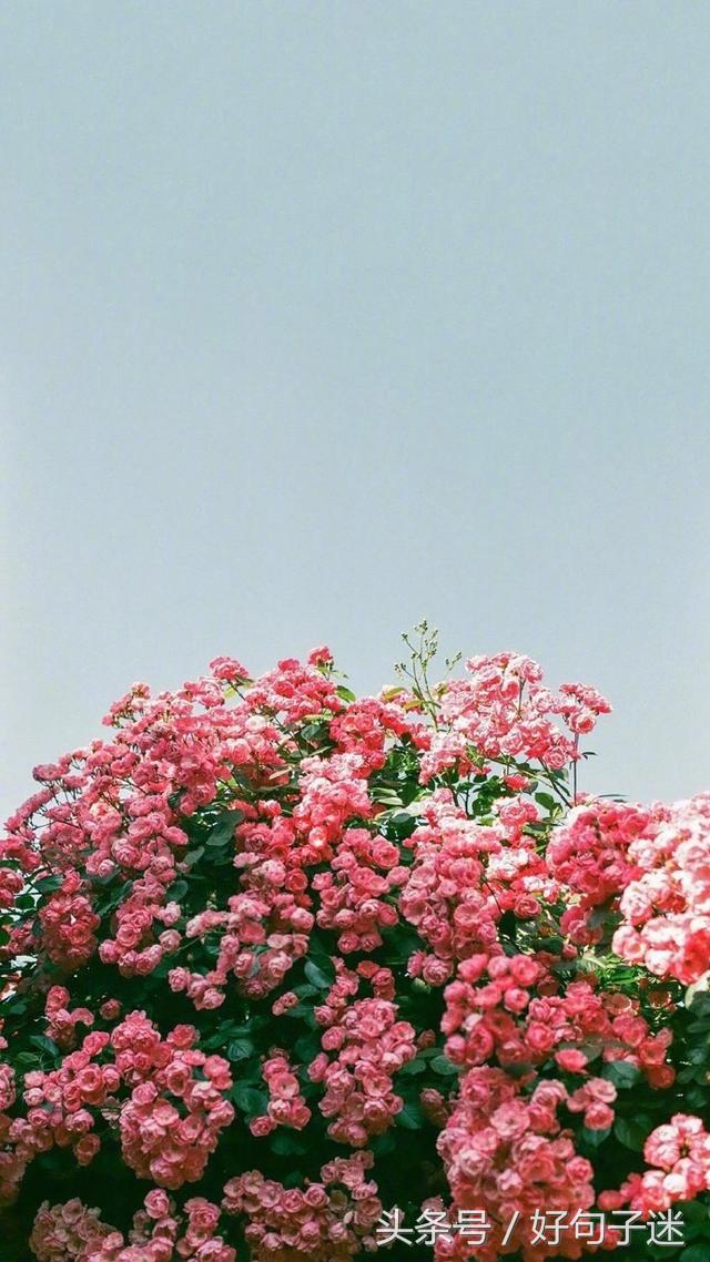 精辟有深度的签名,心情语录精致走心句句说到心窝上