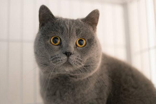 常见的宠物猫品种有哪些,一般宠物猫的品种有几种