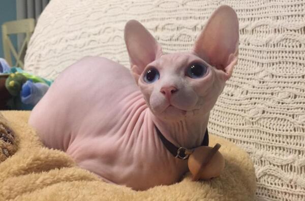 常见的宠物猫品种有哪些,一般宠物猫的品种有几种