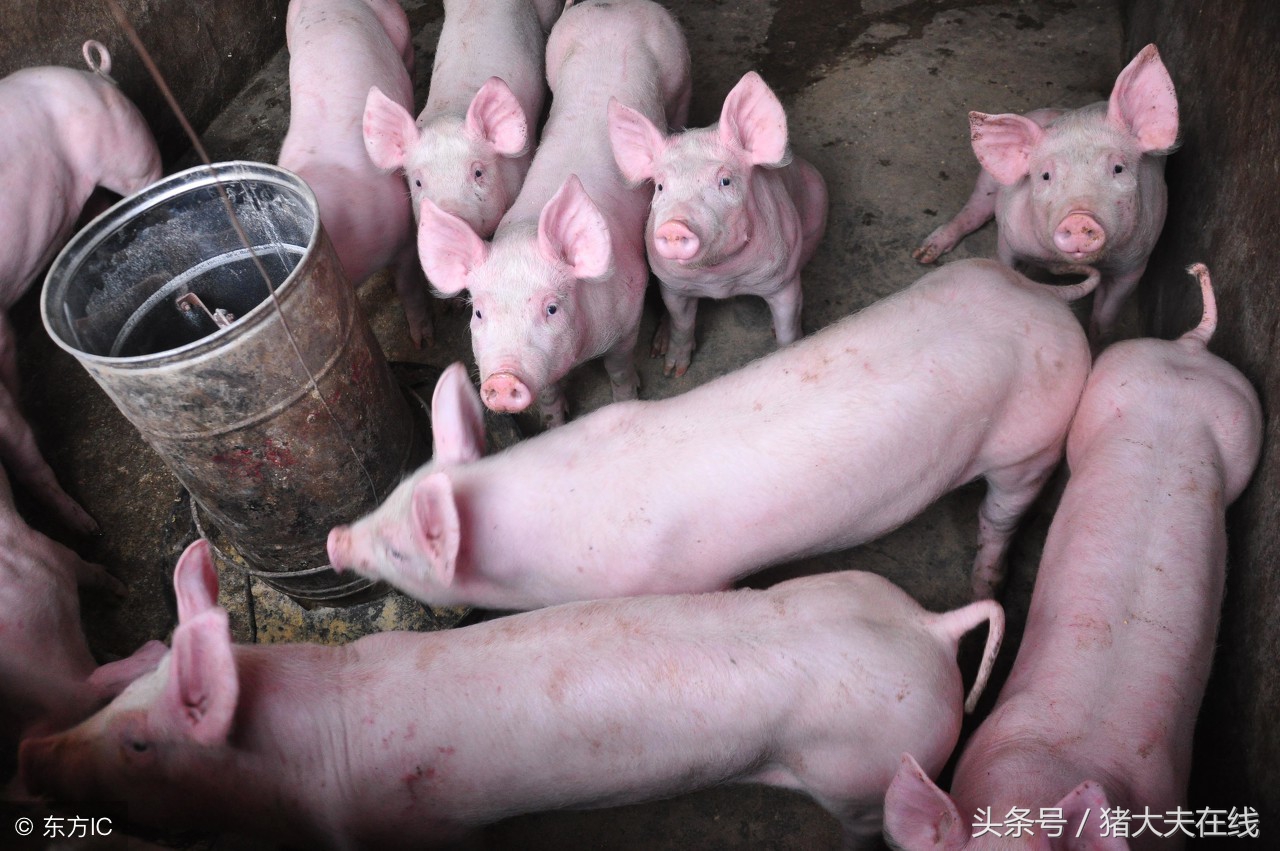 产程过长对母猪的危害,母猪产程过长有哪些危害如何解决