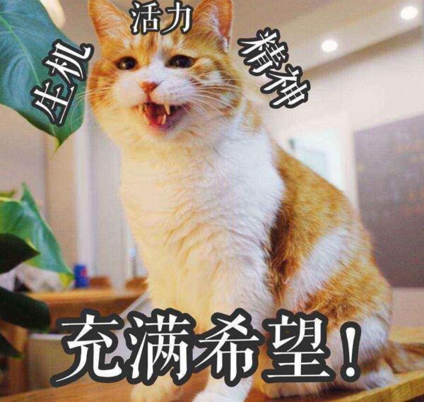 中华田园猫真的不如宠物猫吗,中华田园猫也可以当橘猫