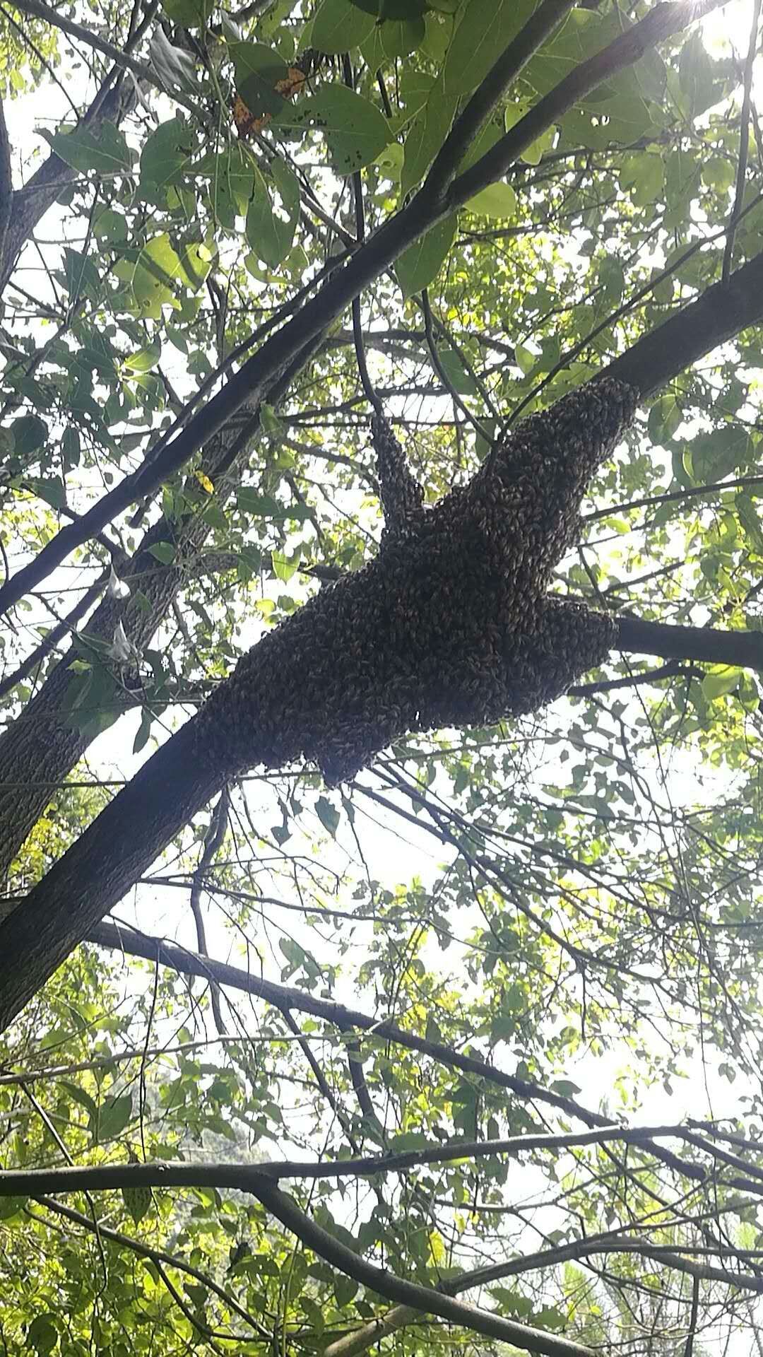 箱外观察中蜂正常现象,箱外观察技术视频