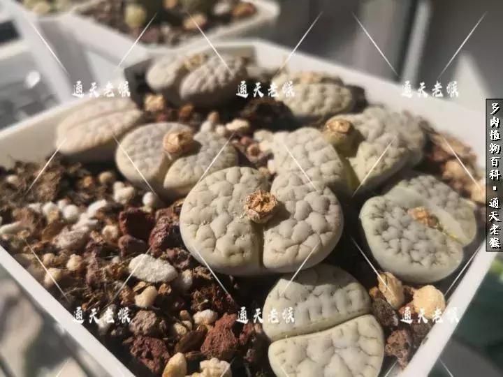 多肉播种洗种子全过程：是时候展现真正的技术了！