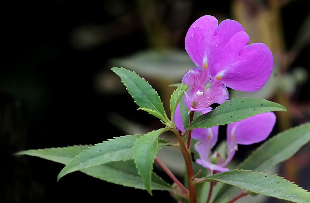 属鸡人养什么植物最旺,十二生肖幸运植物