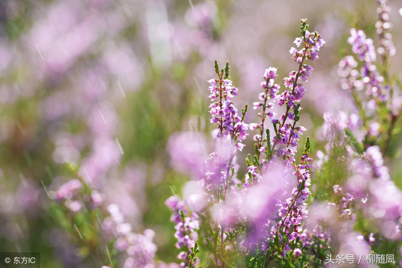 一个女孩写的情书,女孩用烟名写情书