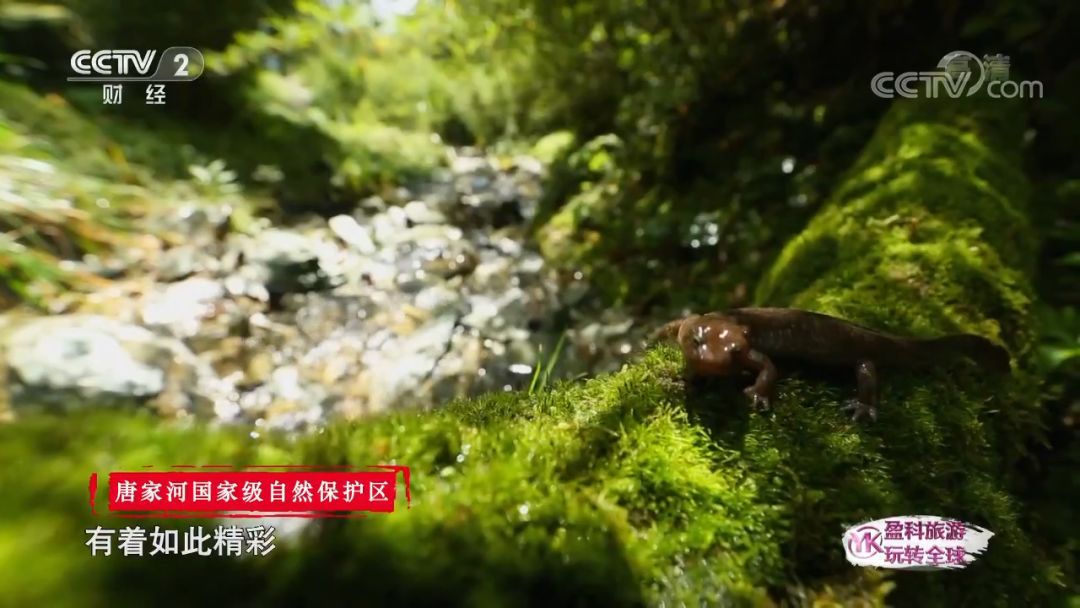 魅力中国城是为了什么,魅力中国城广元视频