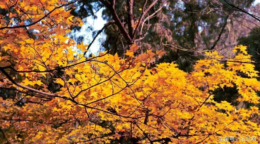 北京秋天一定要看的美景,北京秋天到处都是天堂般的美