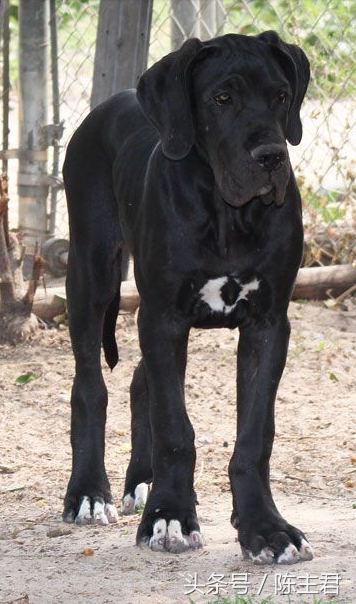 世界名犬前十名,世界名犬排名前十名图片