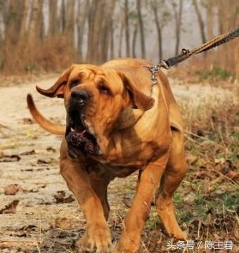 世界名犬前十名,世界名犬排名前十名图片