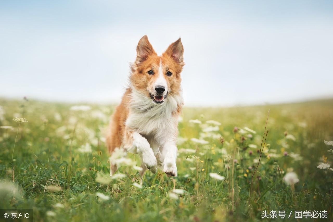 十二生肖歇后语大全小学生,包含十二生肖的歇后语大全