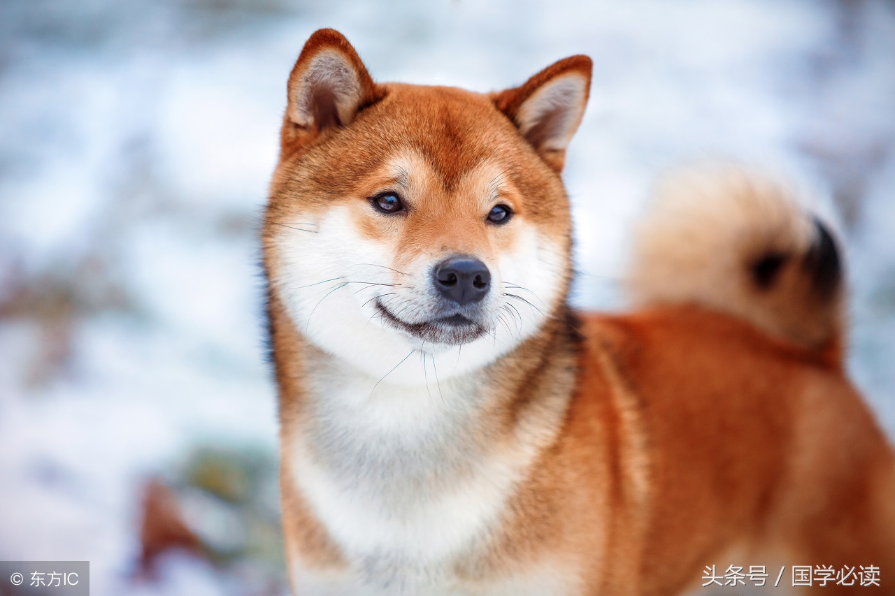 妙趣横生的十二生肖歇后语,十二生肖歇后语大全二年级