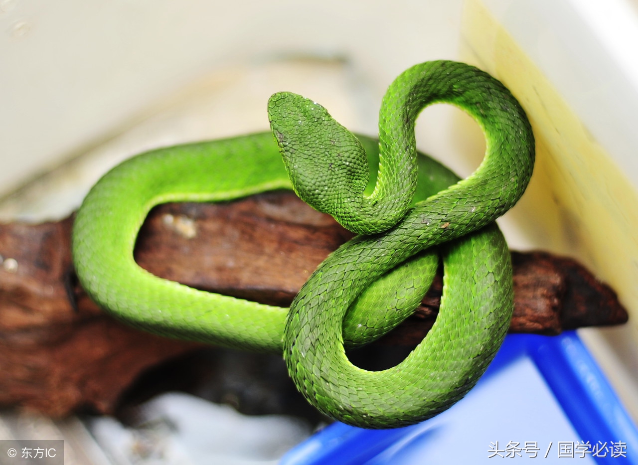 妙趣横生的十二生肖歇后语,十二生肖歇后语大全二年级