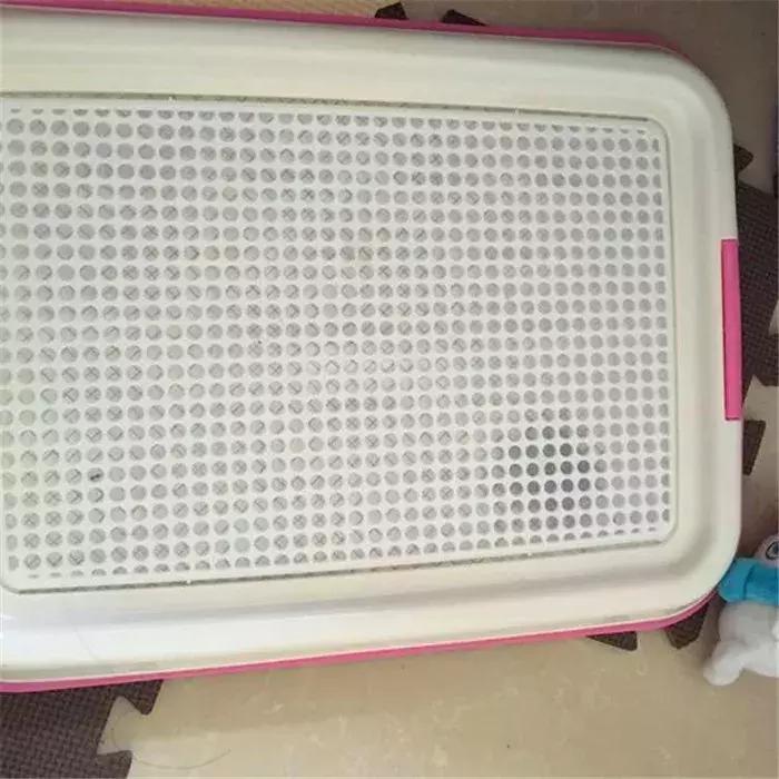 比熊感染球虫有什么症状,比熊幼犬感染真菌皮肤病怎么办