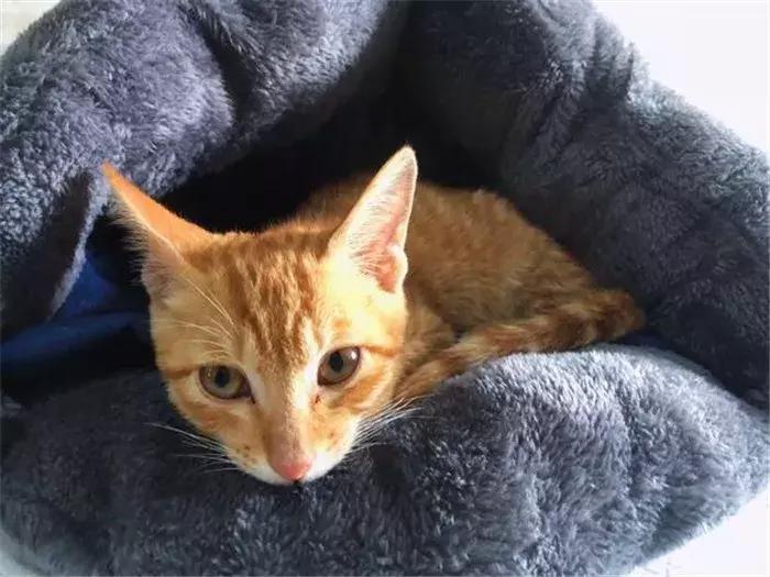 猫咪被收养的表现,如何让刚领养的幼猫咪听话