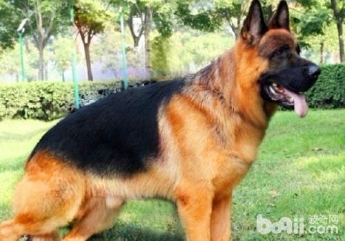 狗的种类大全,狗的种类大概介绍