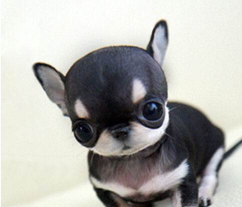 狗的种类大全,狗的种类大概介绍