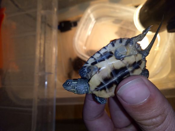 龟不用加热棒怎么给龟加温,龟治病加热棒推荐