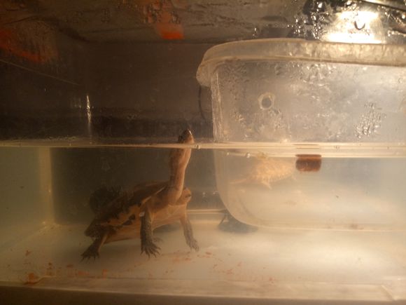 龟不用加热棒怎么给龟加温,龟治病加热棒推荐