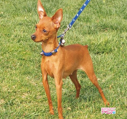 狗的种类大全,狗的种类大概介绍