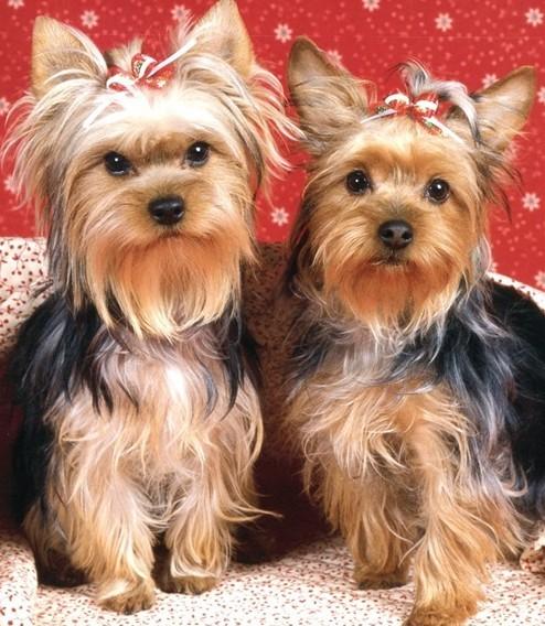 狗的种类大全,狗的种类大概介绍