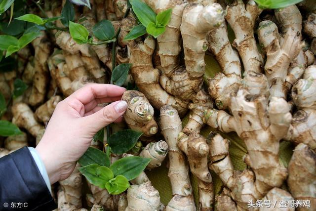 养鸡普发“冷应激”,老兽医透漏一绝招,再也不怕鸡感冒了!