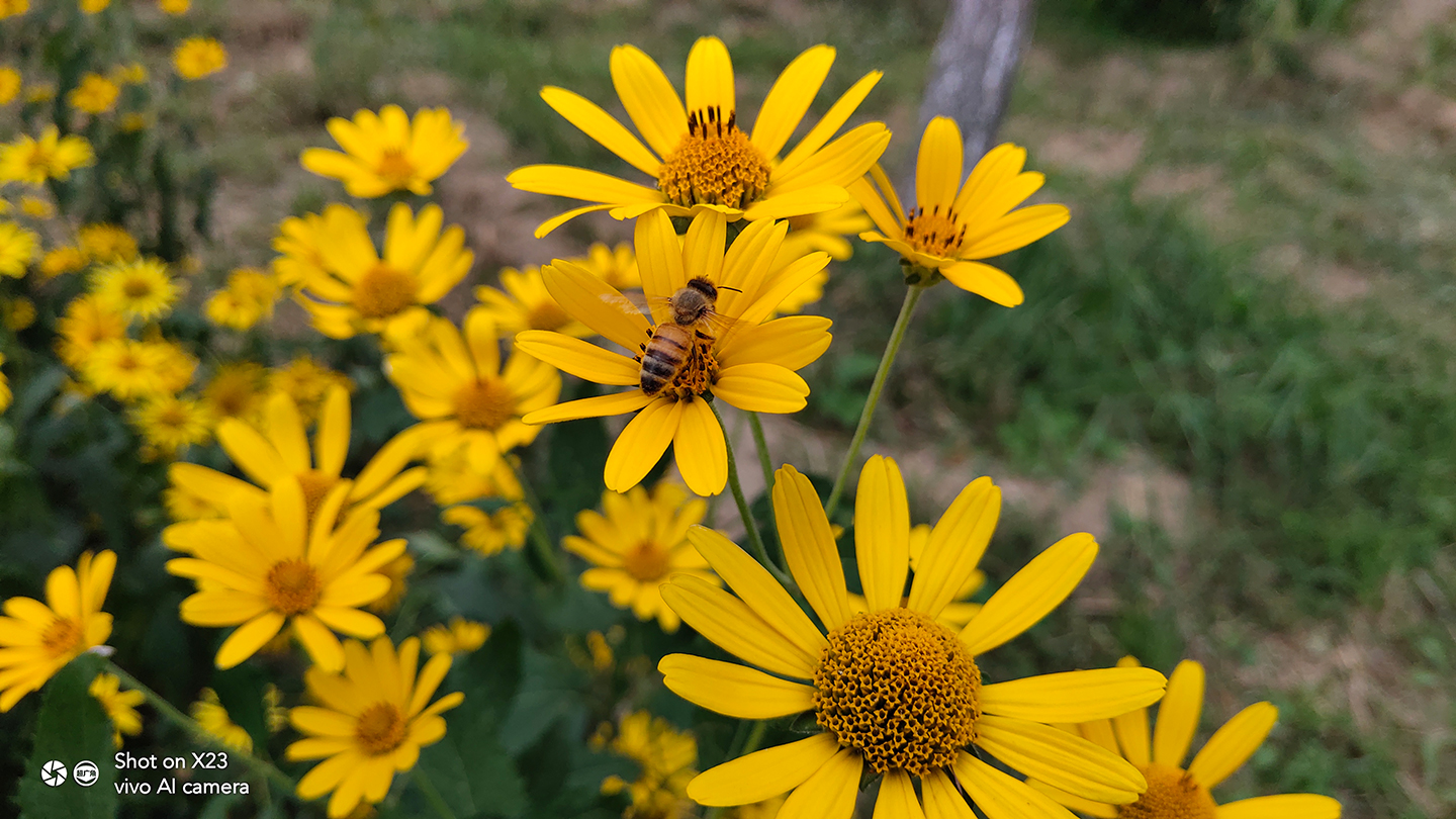 vivox23骁龙670八核,vivox23骁龙670玩原神