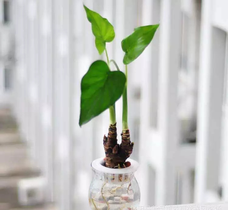 如果误食野生芋头怎么办,千万别乱吃野生芋头